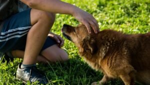 Animales
